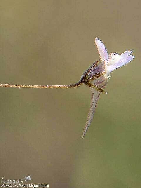 Kickxia cirrhosa - Flor (close-up) | Miguel Porto; CC BY-NC 4.0