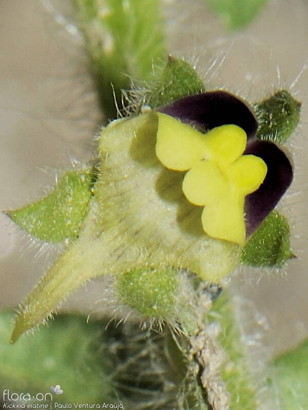 Kickxia elatine - Flor (close-up) | Paulo Ventura Araújo; CC BY-NC 4.0