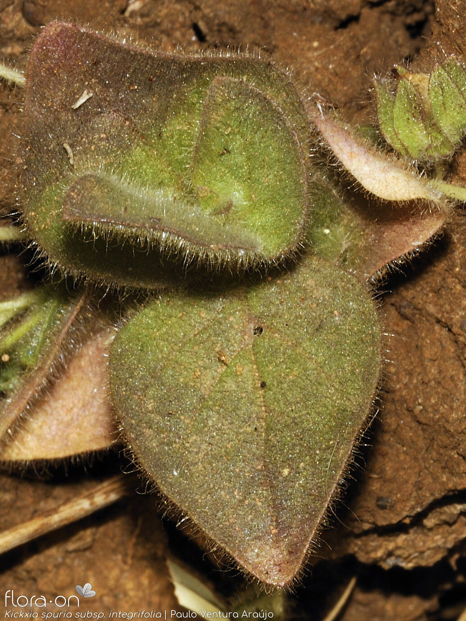 Kickxia spuria integrifolia - Folha | Paulo Ventura Araújo; CC BY-NC 4.0