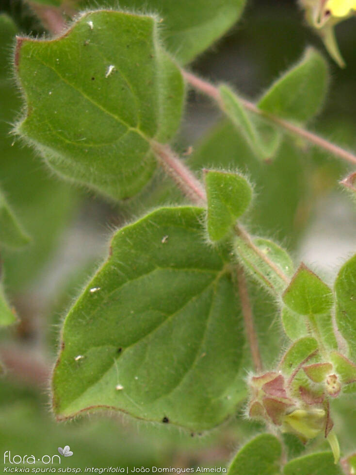 Kickxia spuria integrifolia - Folha | João Domingues Almeida; CC BY-NC 4.0