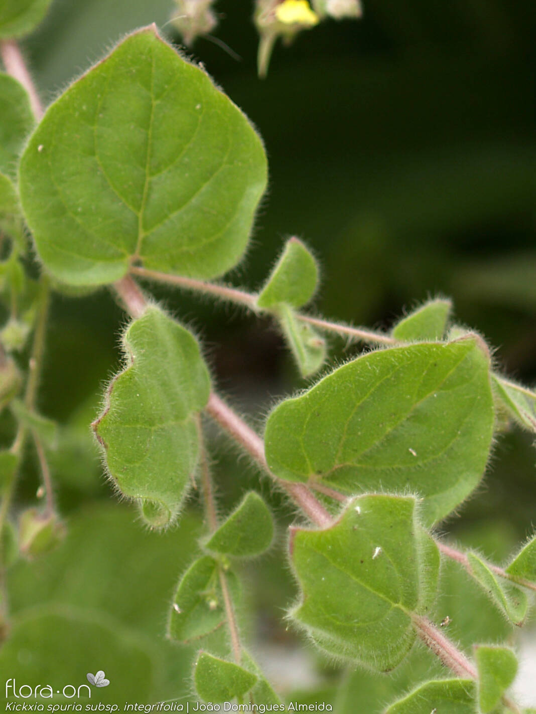 Kickxia spuria integrifolia - Folha | João Domingues Almeida; CC BY-NC 4.0