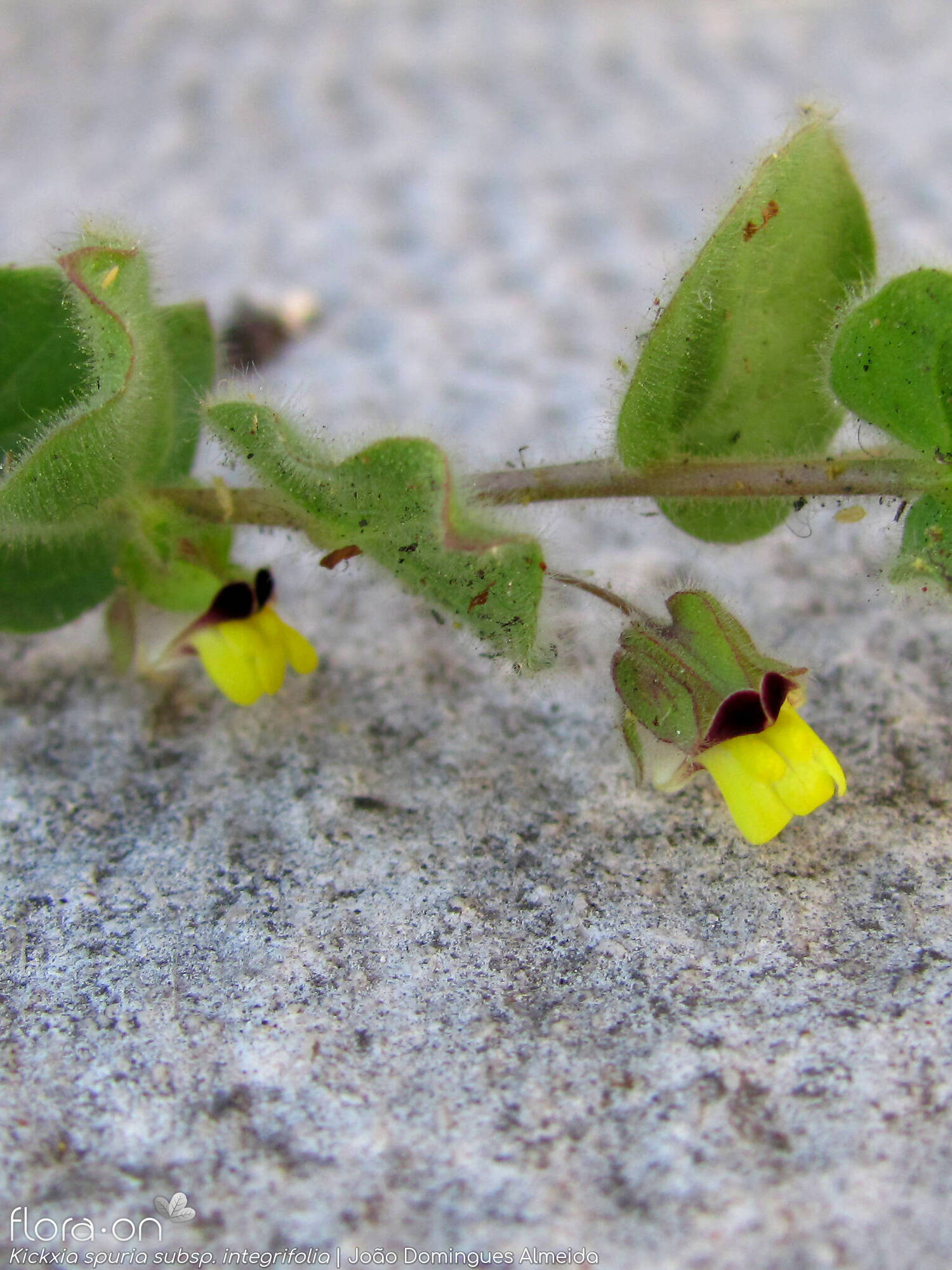 Kickxia spuria integrifolia - Flor (geral) | João Domingues Almeida; CC BY-NC 4.0