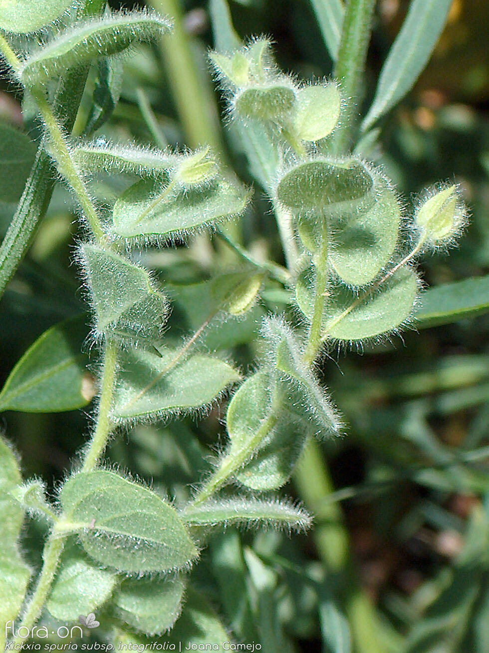 Kickxia spuria integrifolia - Hábito | Joana Camejo; CC BY-NC 4.0