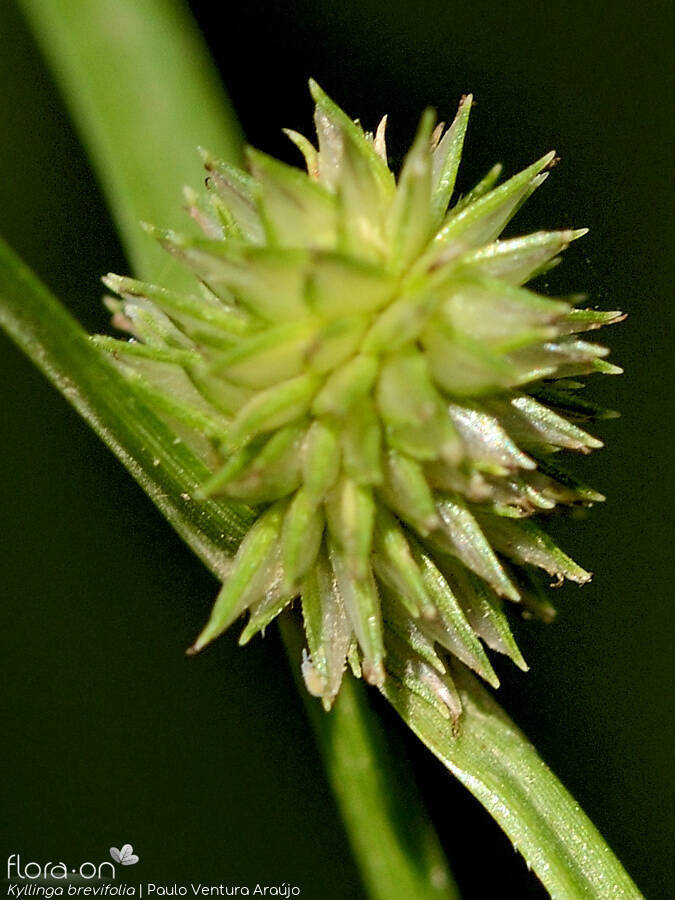 Kyllinga brevifolia - Flor (close-up) | Paulo Ventura Araújo; CC BY-NC 4.0