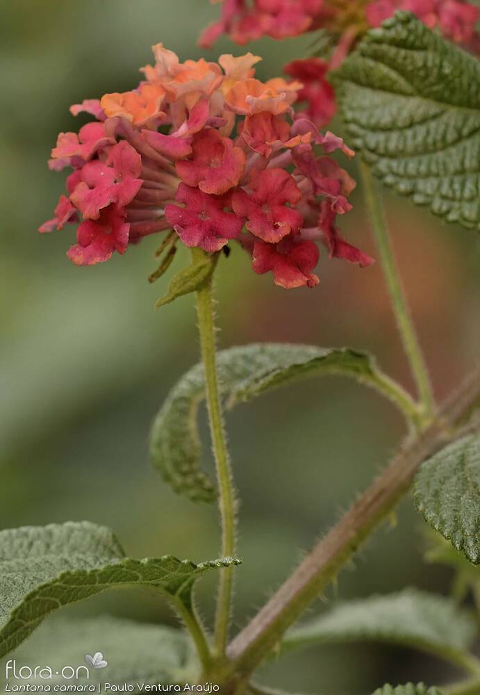 Lantana camara