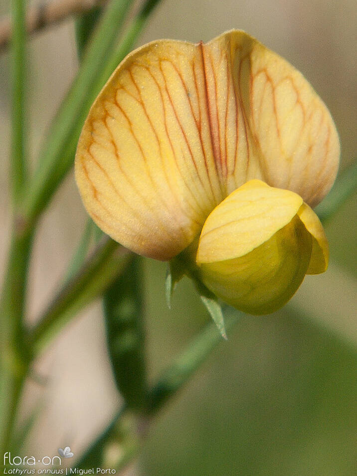 Lathyrus annuus - Flor (close-up) | Miguel Porto; CC BY-NC 4.0