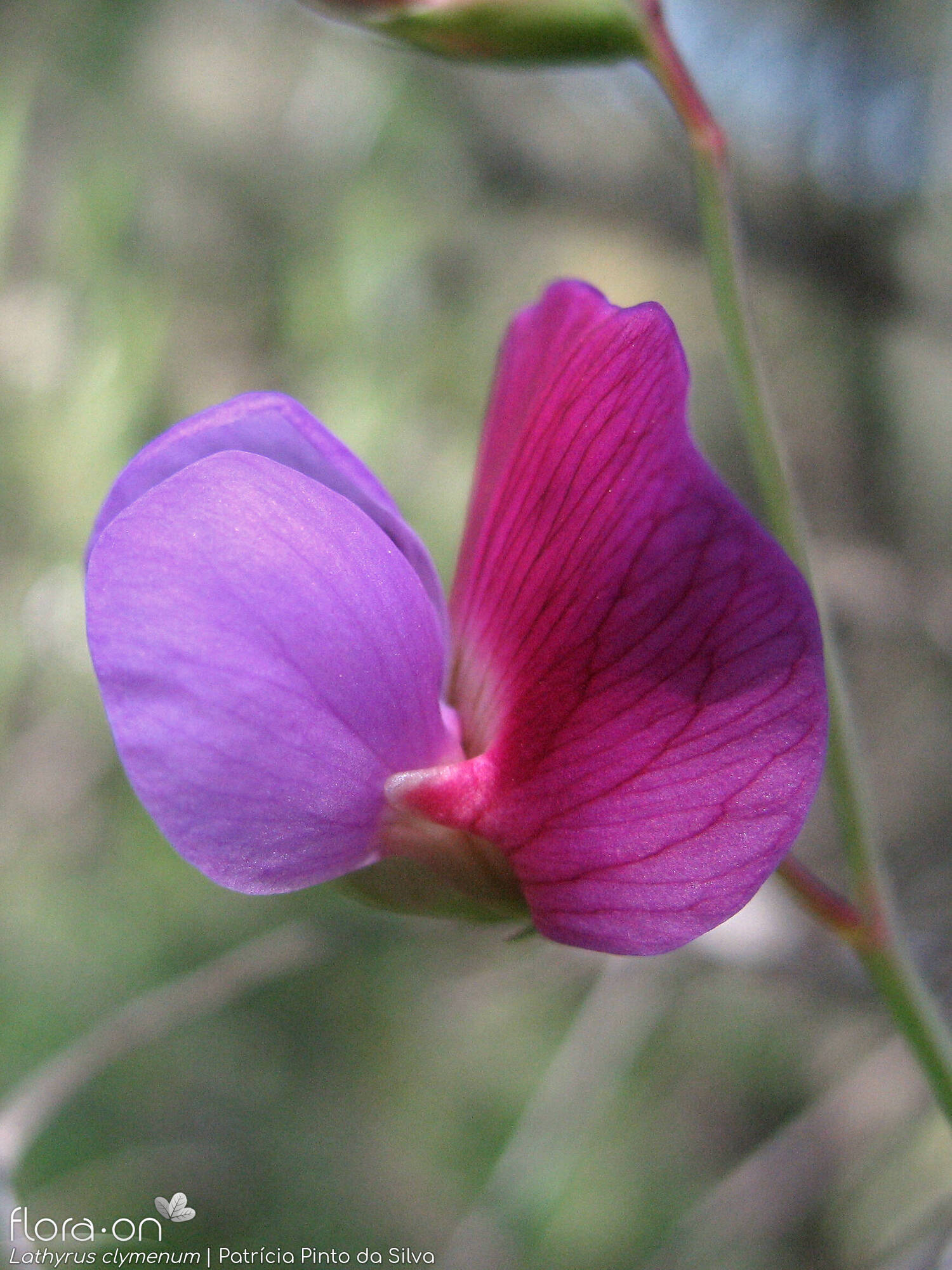 Lathyrus clymenum - Flor (close-up) | Patrícia Pinto da Silva; CC BY-NC 4.0