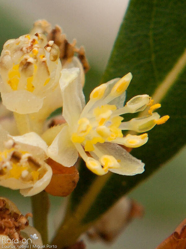 Laurus nobilis - Flor (close-up) | Miguel Porto; CC BY-NC 4.0