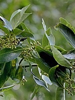 Laurus novocanariensis