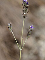 Lavandula latifolia
