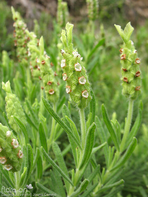 Lavandula viridis - Flor (geral) | Joana Camejo; CC BY-NC 4.0