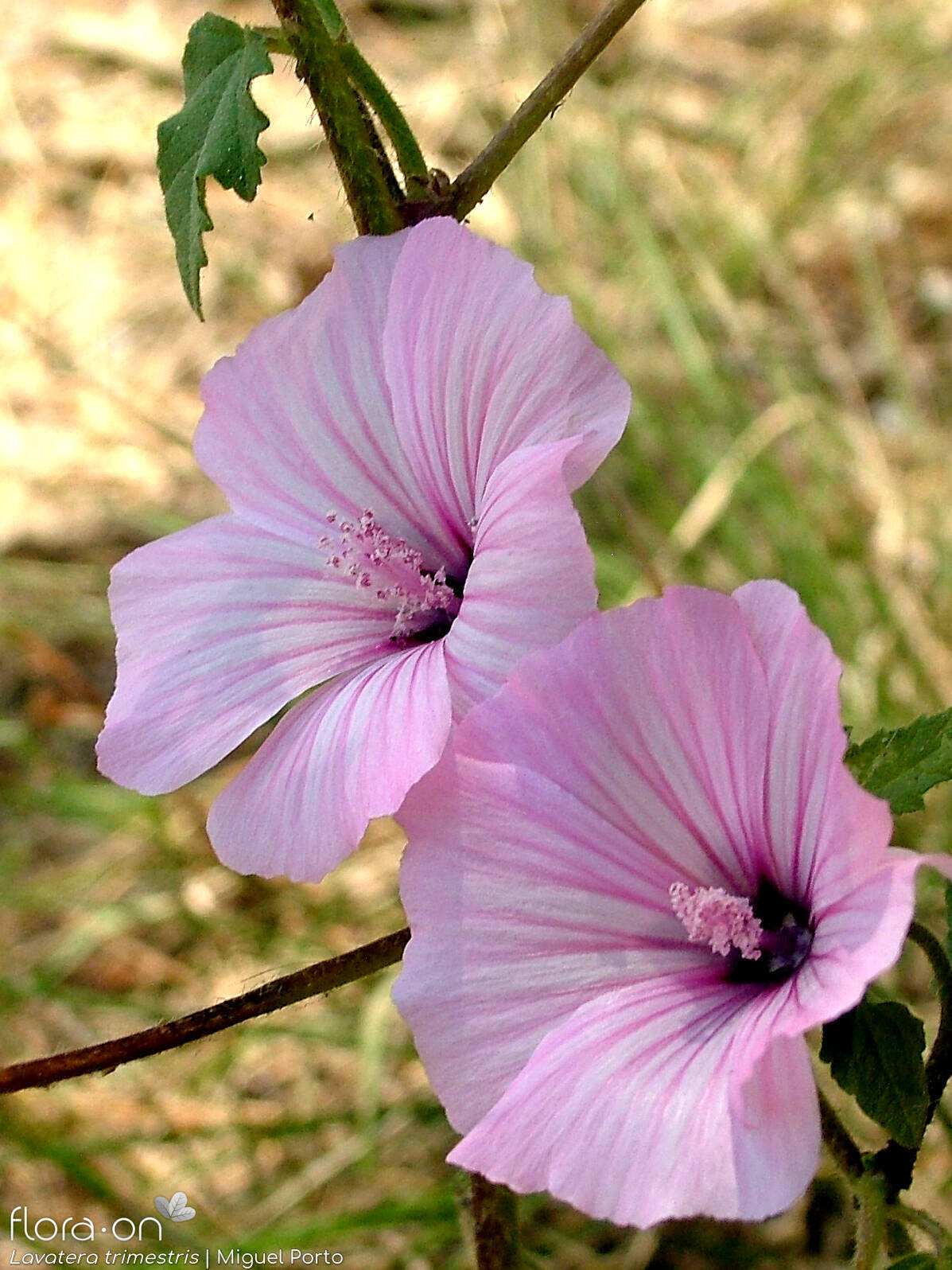Lavatera trimestris - Flor (close-up) | Miguel Porto; CC BY-NC 4.0
