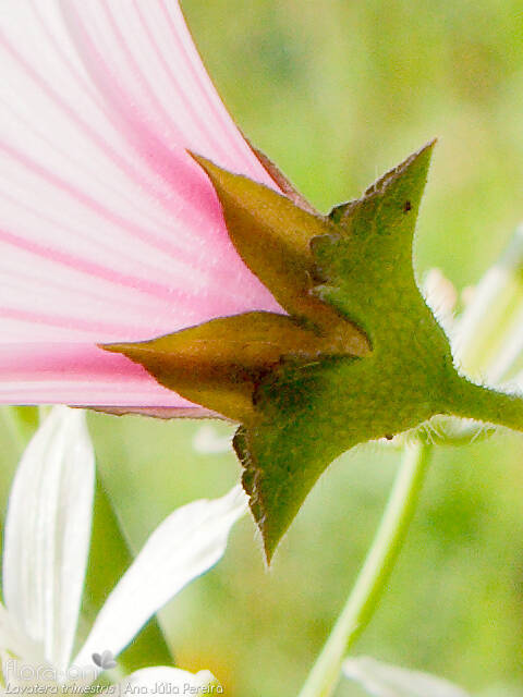 Lavatera trimestris - Flor (close-up) | Ana Júlia Pereira; CC BY-NC 4.0