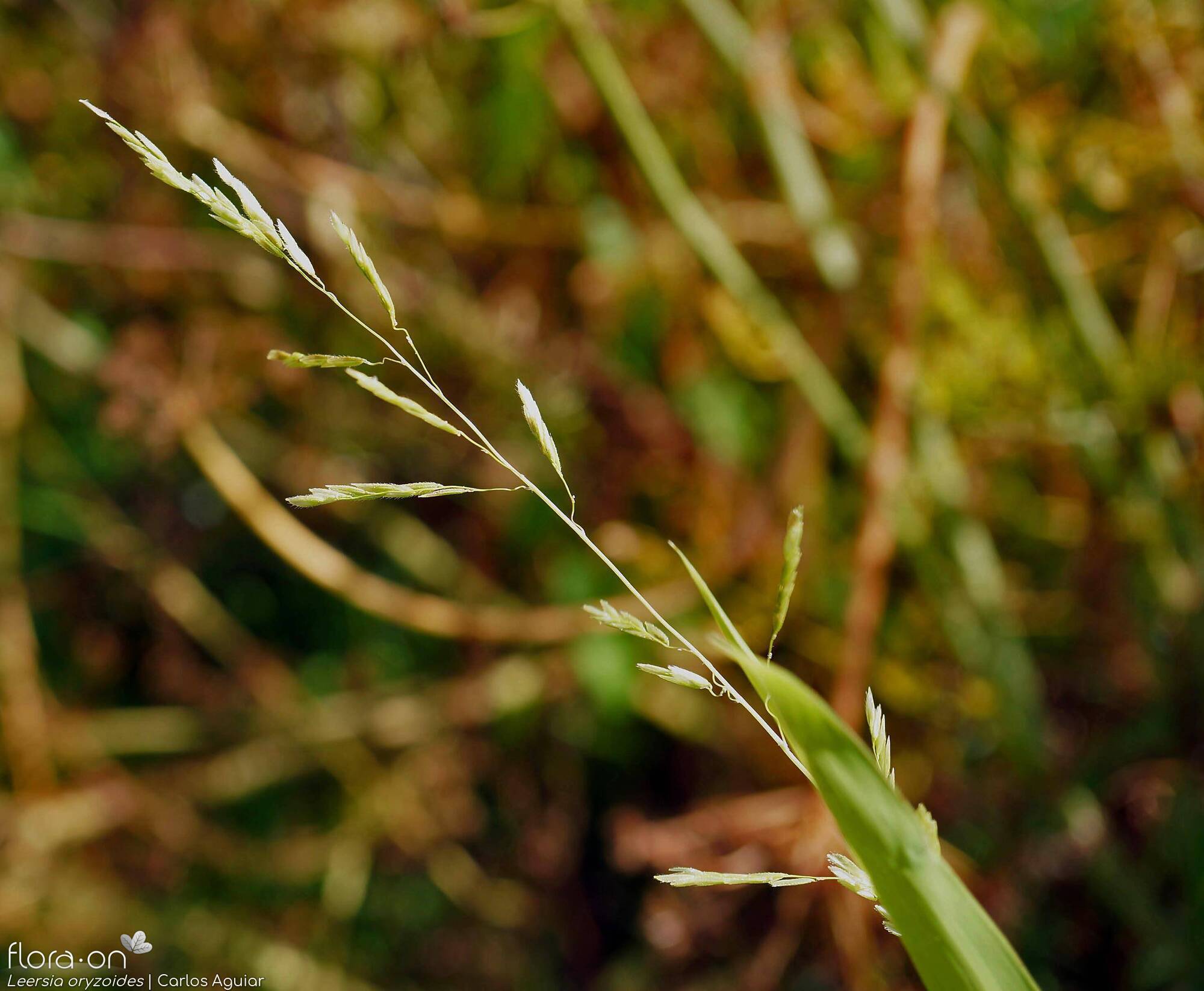 Leersia oryzoides - Flor (geral) | Carlos Aguiar; CC BY-NC 4.0