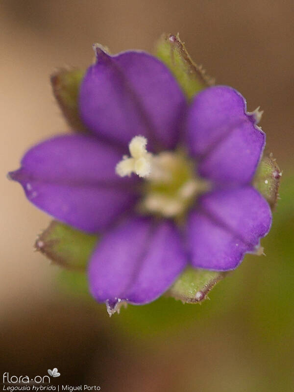 Legousia hybrida - Flor (close-up) | Miguel Porto; CC BY-NC 4.0