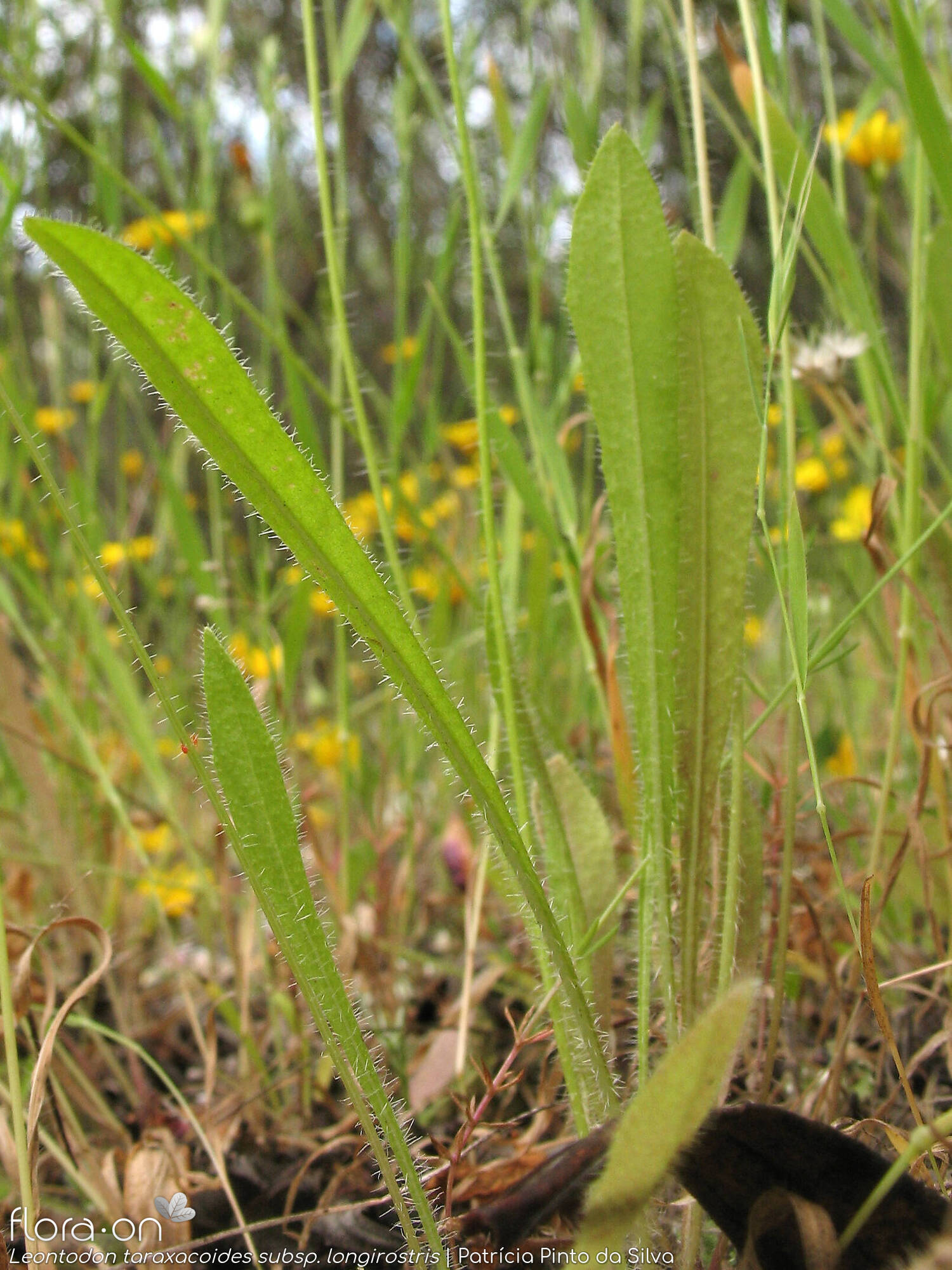 Leontodon taraxacoides longirostris - Folha (geral) | Patrícia Pinto da Silva; CC BY-NC 4.0