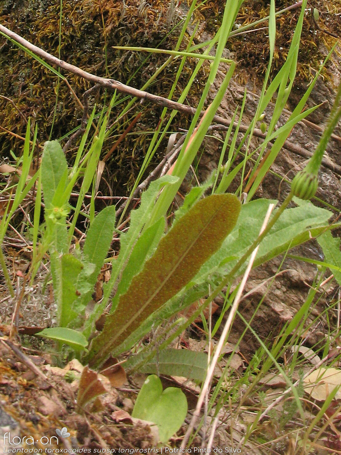 Leontodon taraxacoides longirostris - Hábito | Patrícia Pinto da Silva; CC BY-NC 4.0