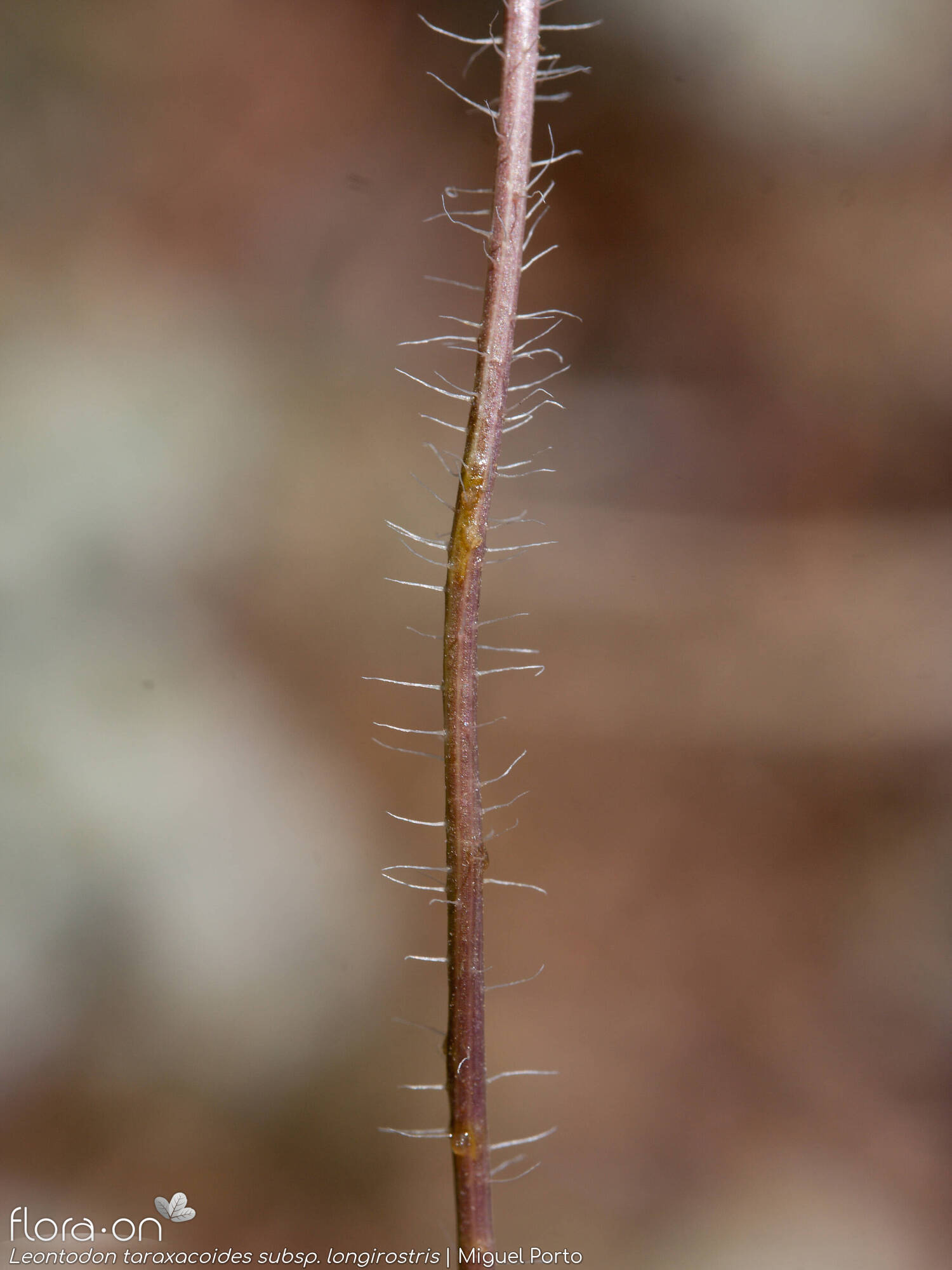 Leontodon taraxacoides longirostris - Caule | Miguel Porto; CC BY-NC 4.0
