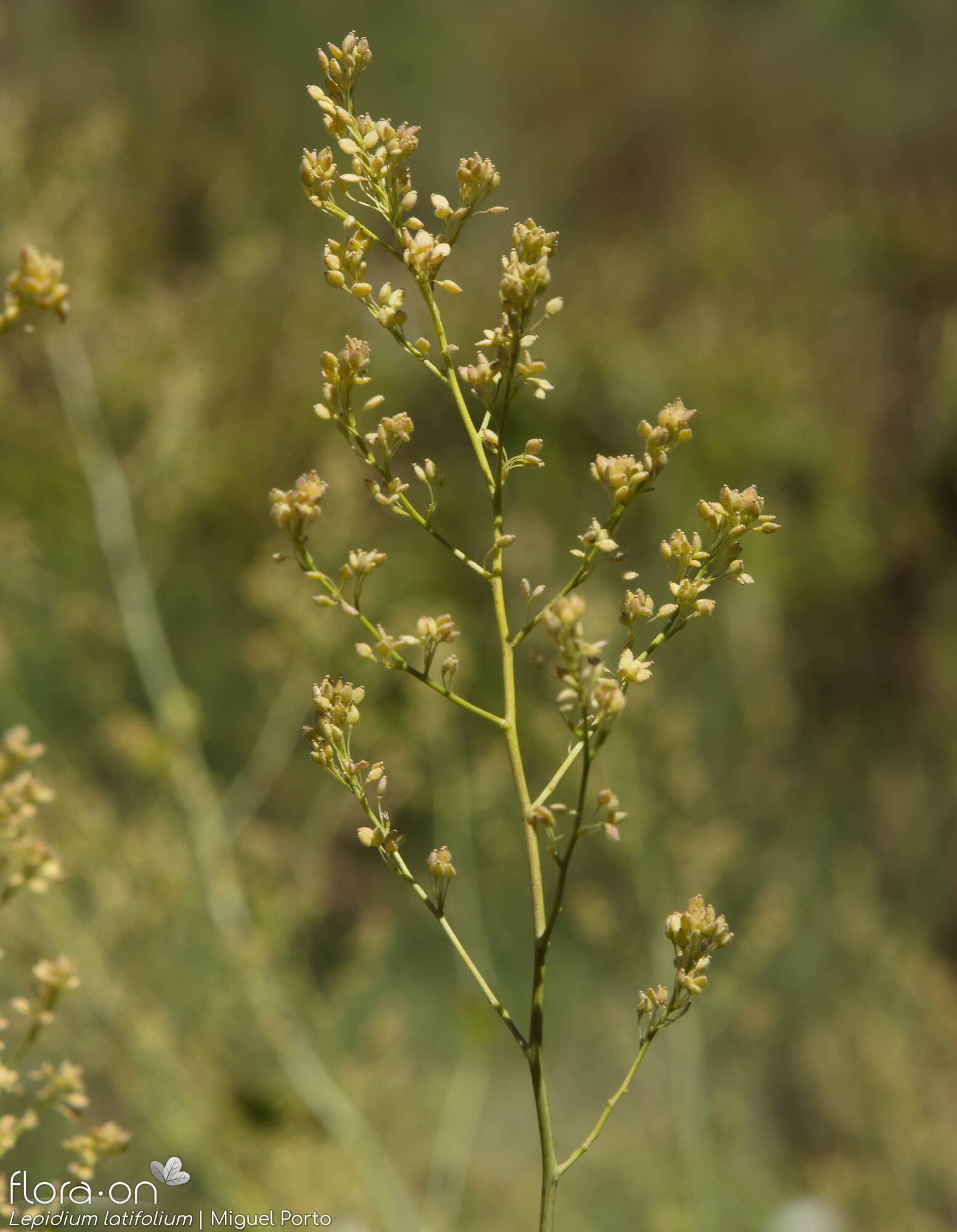 Lepidium latifolium - Flor (geral) | Miguel Porto; CC BY-NC 4.0