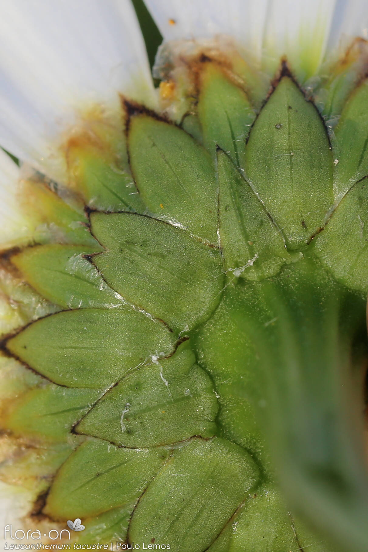 Leucanthemum lacustre - Bráctea | Paulo Lemos; CC BY-NC 4.0