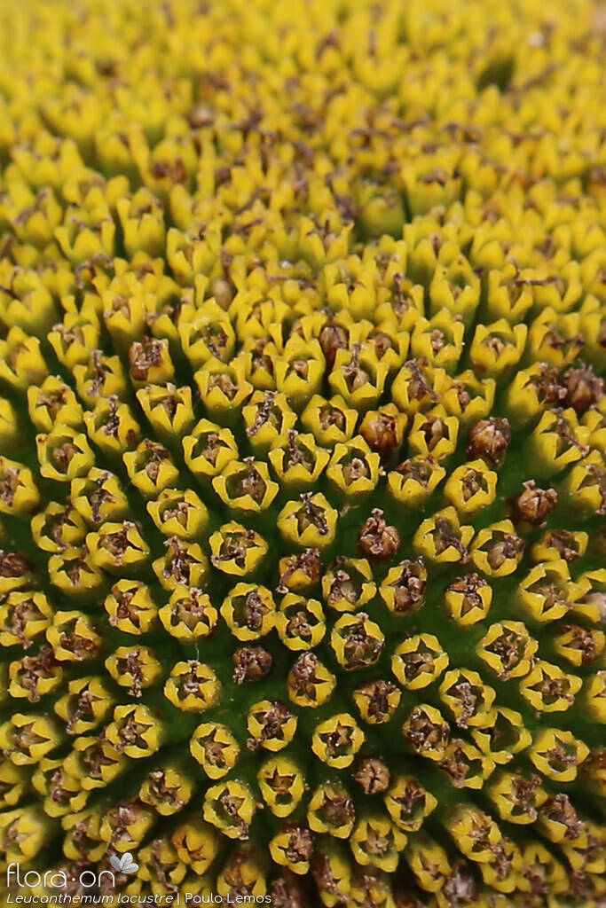 Leucanthemum lacustre - Flor (close-up) | Paulo Lemos; CC BY-NC 4.0