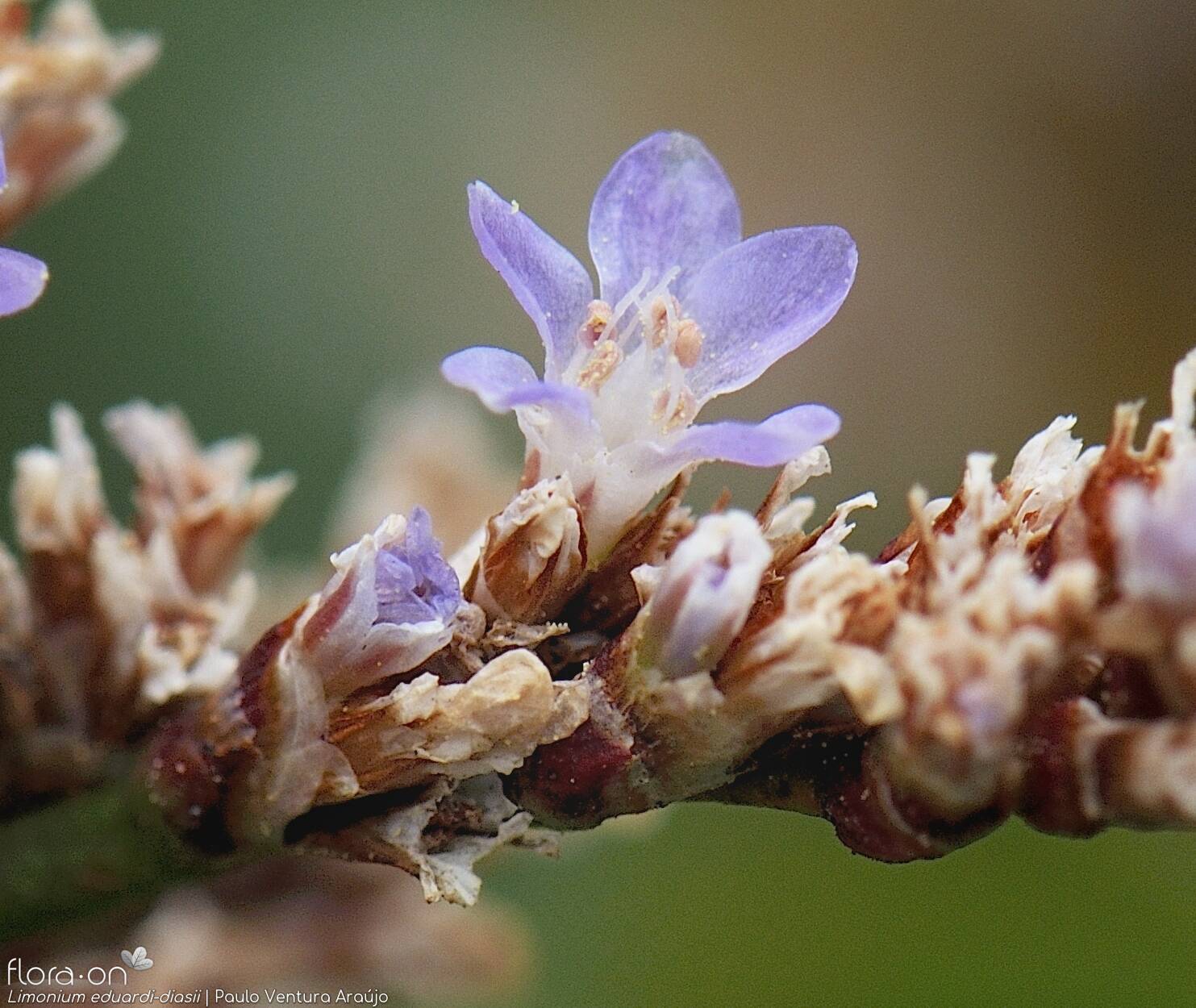 Limonium eduardi-diasii - Flor (close-up) | Paulo Ventura Araújo; CC BY-NC 4.0