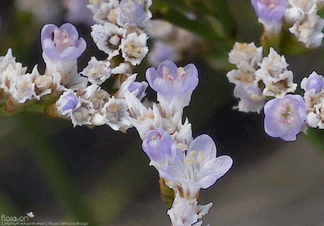 Limonium eduardi-diasii - Flor (close-up) | Paulo Ventura Araújo; CC BY-NC 4.0