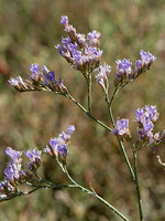Limonium vulgare