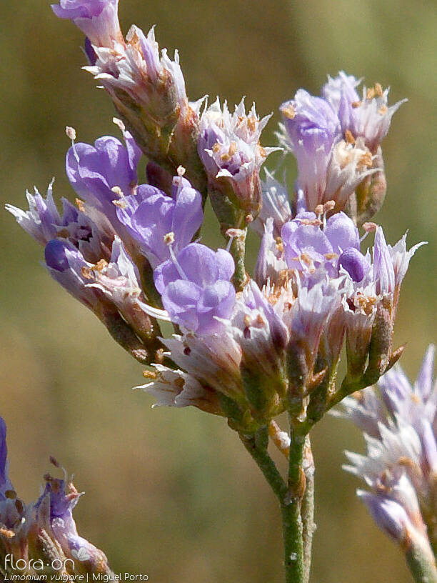 Limonium vulgare - Flor (close-up) | Miguel Porto; CC BY-NC 4.0