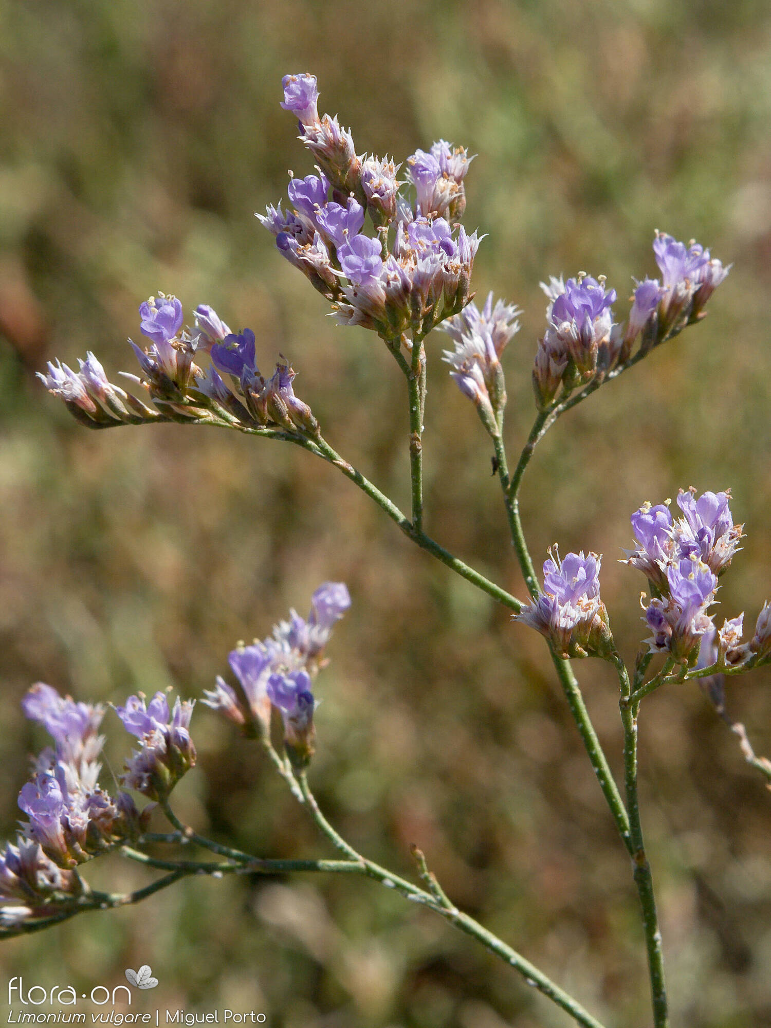 Limonium vulgare - Flor (geral) | Miguel Porto; CC BY-NC 4.0