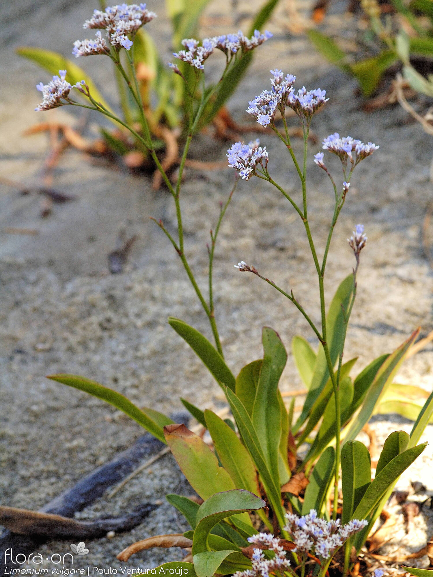 Limonium vulgare - Hábito | Paulo Ventura Araújo; CC BY-NC 4.0