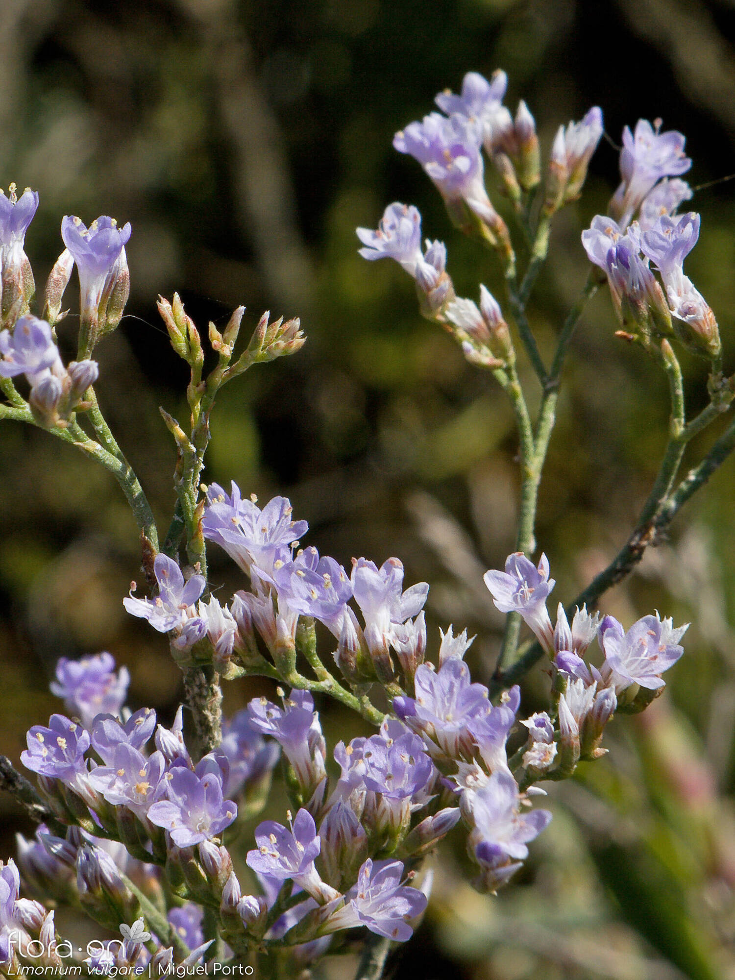 Limonium vulgare - Flor (geral) | Miguel Porto; CC BY-NC 4.0
