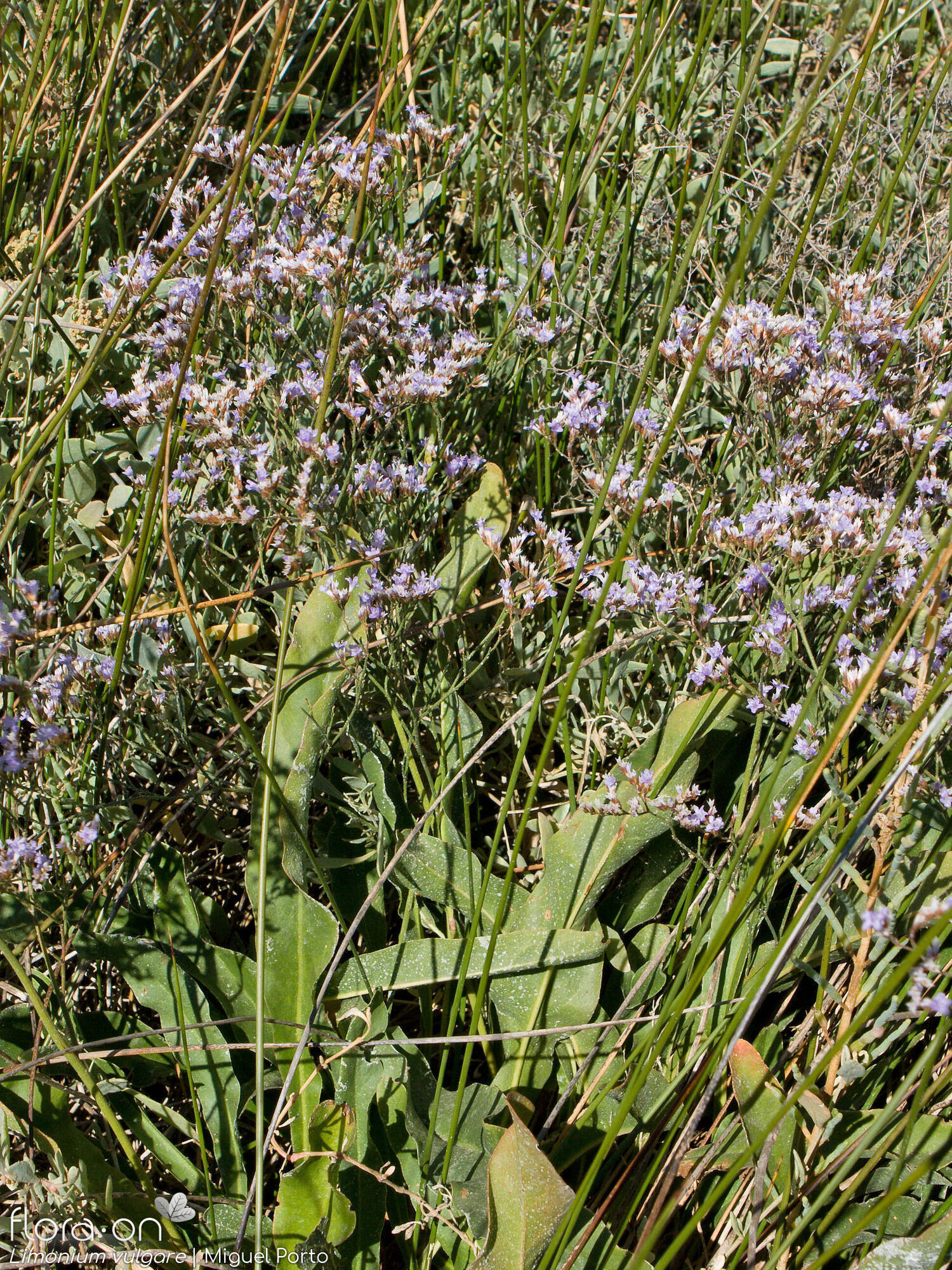 Limonium vulgare - Hábito | Miguel Porto; CC BY-NC 4.0