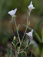 Linaria intricata