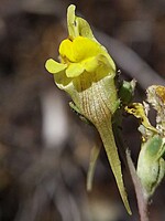 Linaria simplex