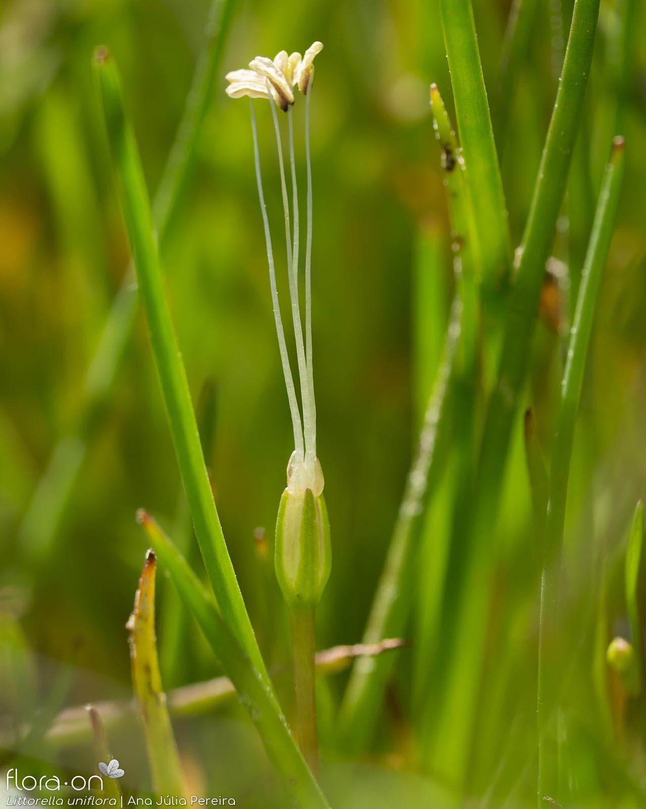 Littorella uniflora - Flor (close-up) | Ana Júlia Pereira; CC BY-NC 4.0