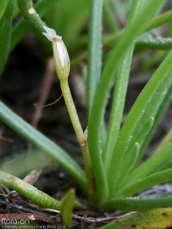 Littorella uniflora - Flor (close-up) | Carla Pinto Cruz; CC BY-NC 4.0