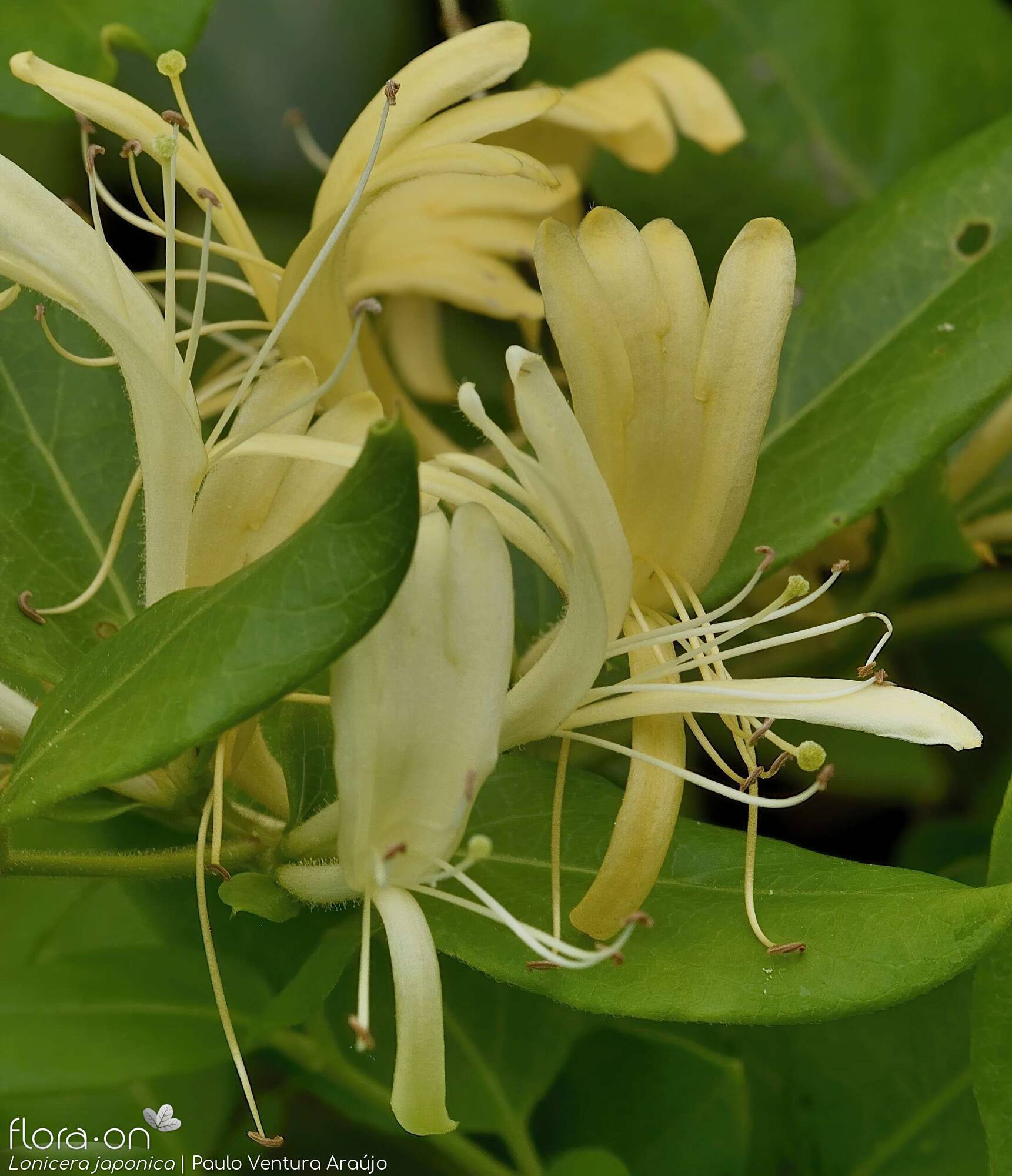 Lonicera japonica - Flor (close-up) | Paulo Ventura Araújo; CC BY-NC 4.0