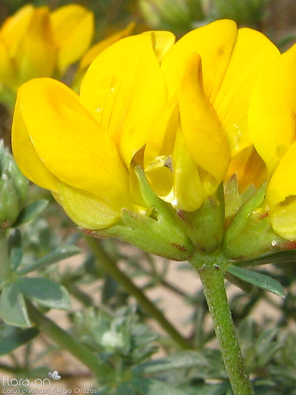 Lotus creticus - Flor (close-up) | Sergio Chozas; CC BY-NC 4.0