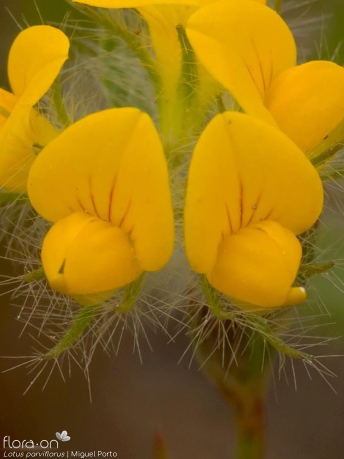 Lotus parviflorus - Flor (close-up) | Miguel Porto; CC BY-NC 4.0