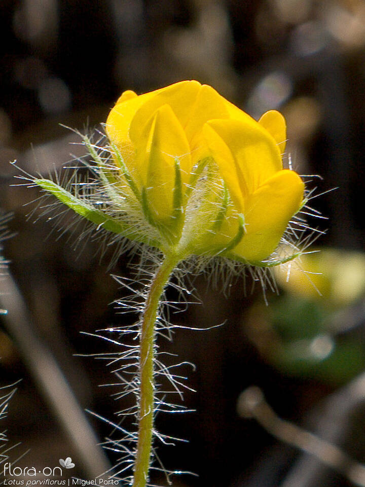 Lotus parviflorus - Flor (close-up) | Miguel Porto; CC BY-NC 4.0