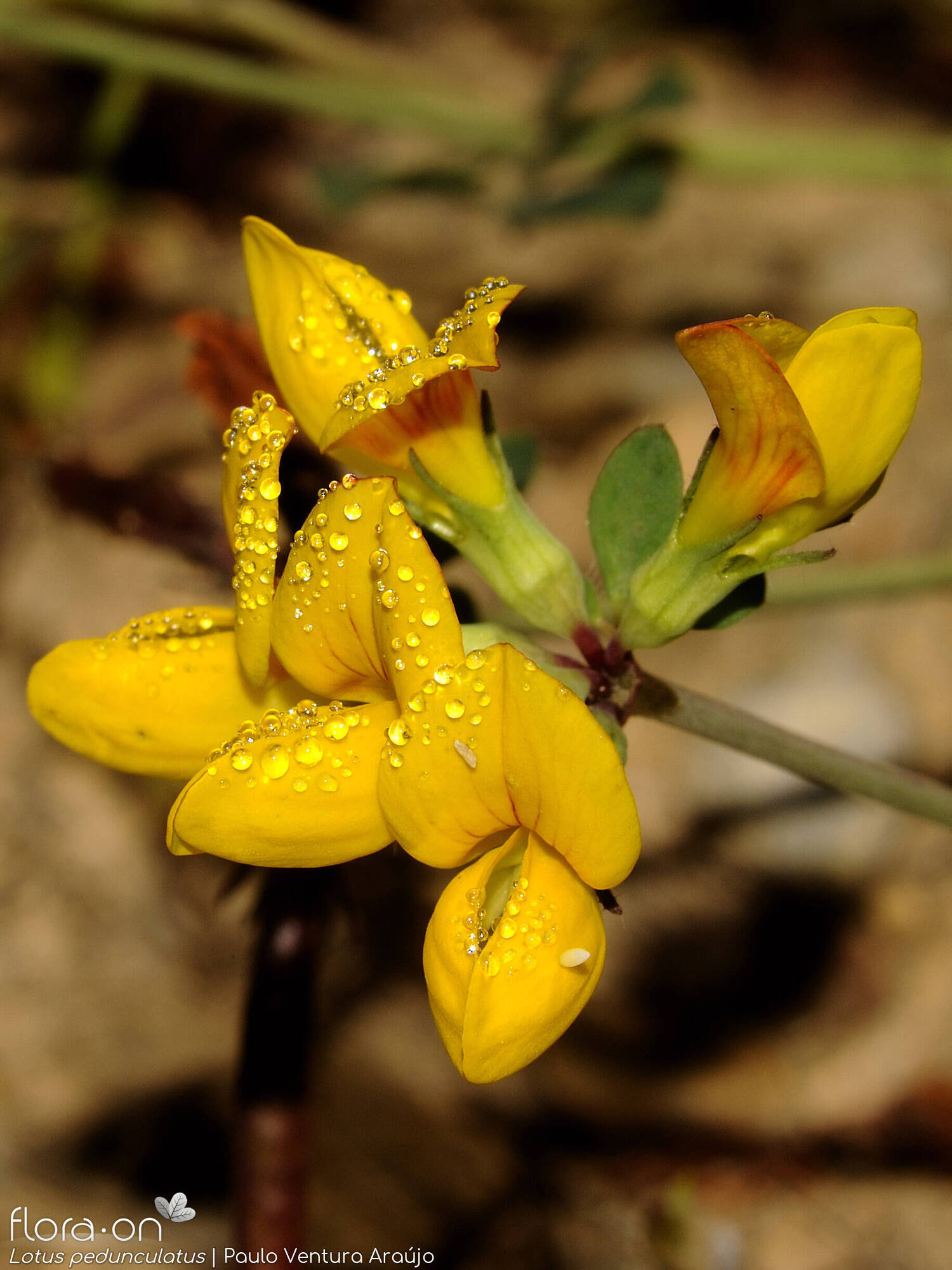 Lotus pedunculatus - Flor (geral) | Paulo Ventura Araújo; CC BY-NC 4.0