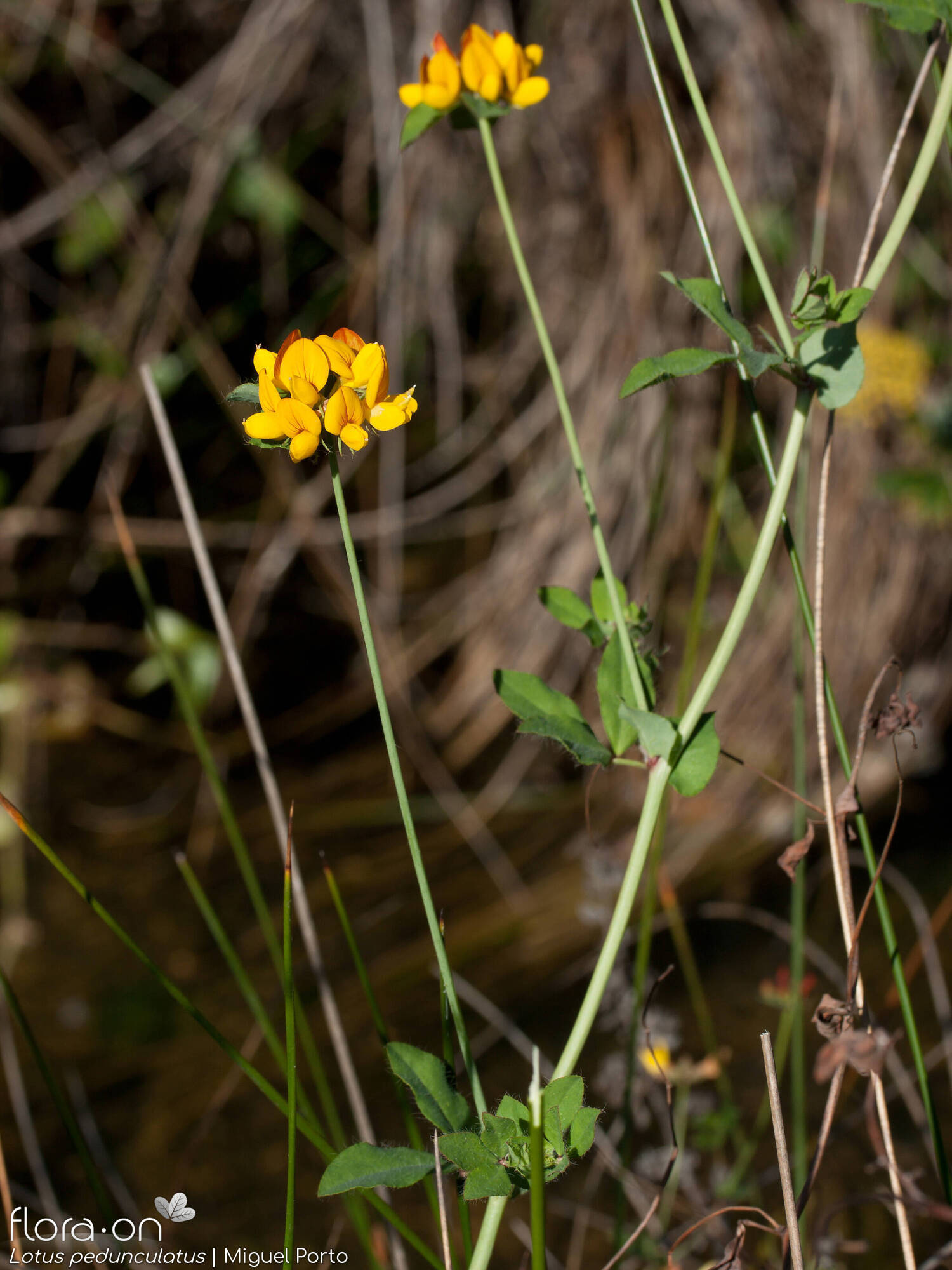 Lotus pedunculatus - Flor (geral) | Miguel Porto; CC BY-NC 4.0
