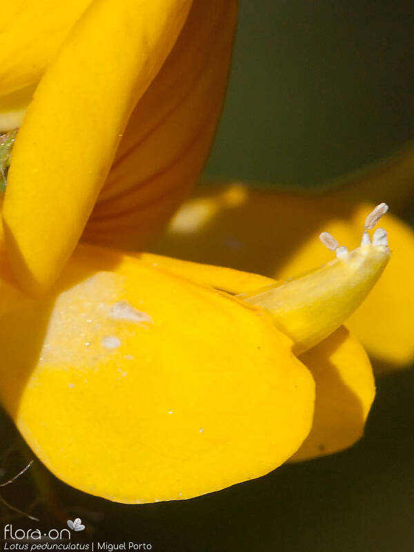 Lotus pedunculatus - Estruturas reprodutoras | Miguel Porto; CC BY-NC 4.0