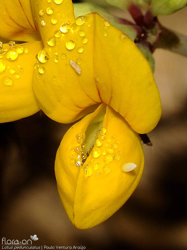 Lotus pedunculatus - Flor (close-up) | Paulo Ventura Araújo; CC BY-NC 4.0