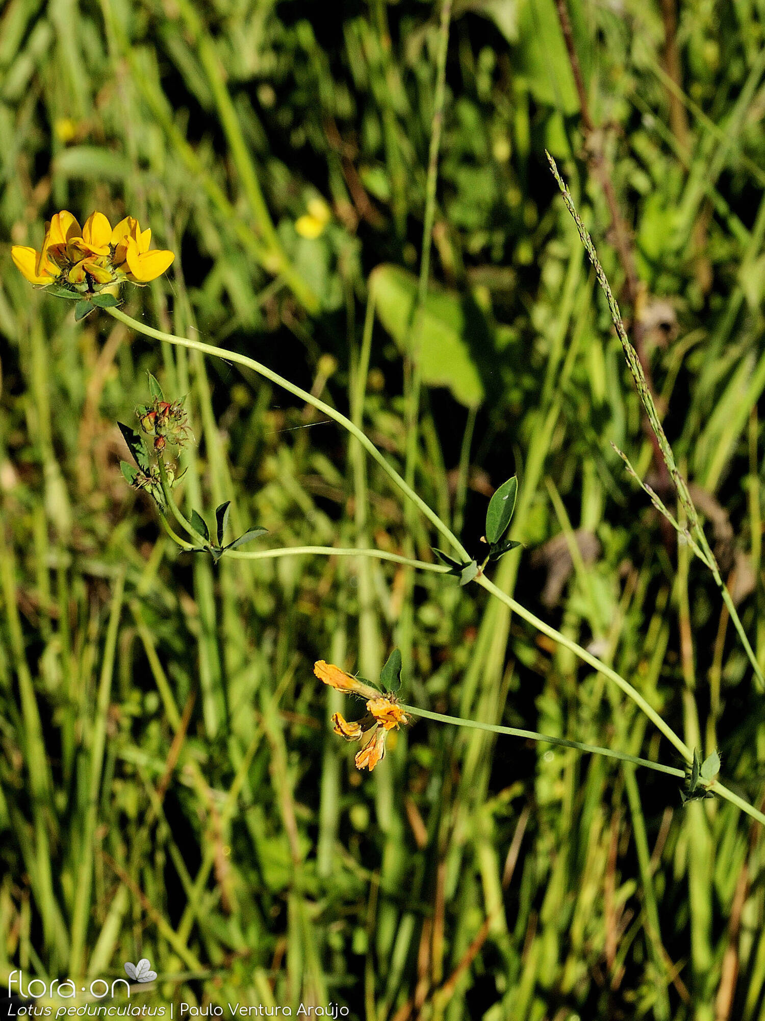 Lotus pedunculatus - Flor (geral) | Paulo Ventura Araújo; CC BY-NC 4.0
