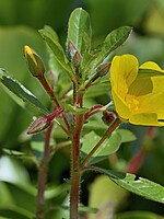 Ludwigia grandiflora
