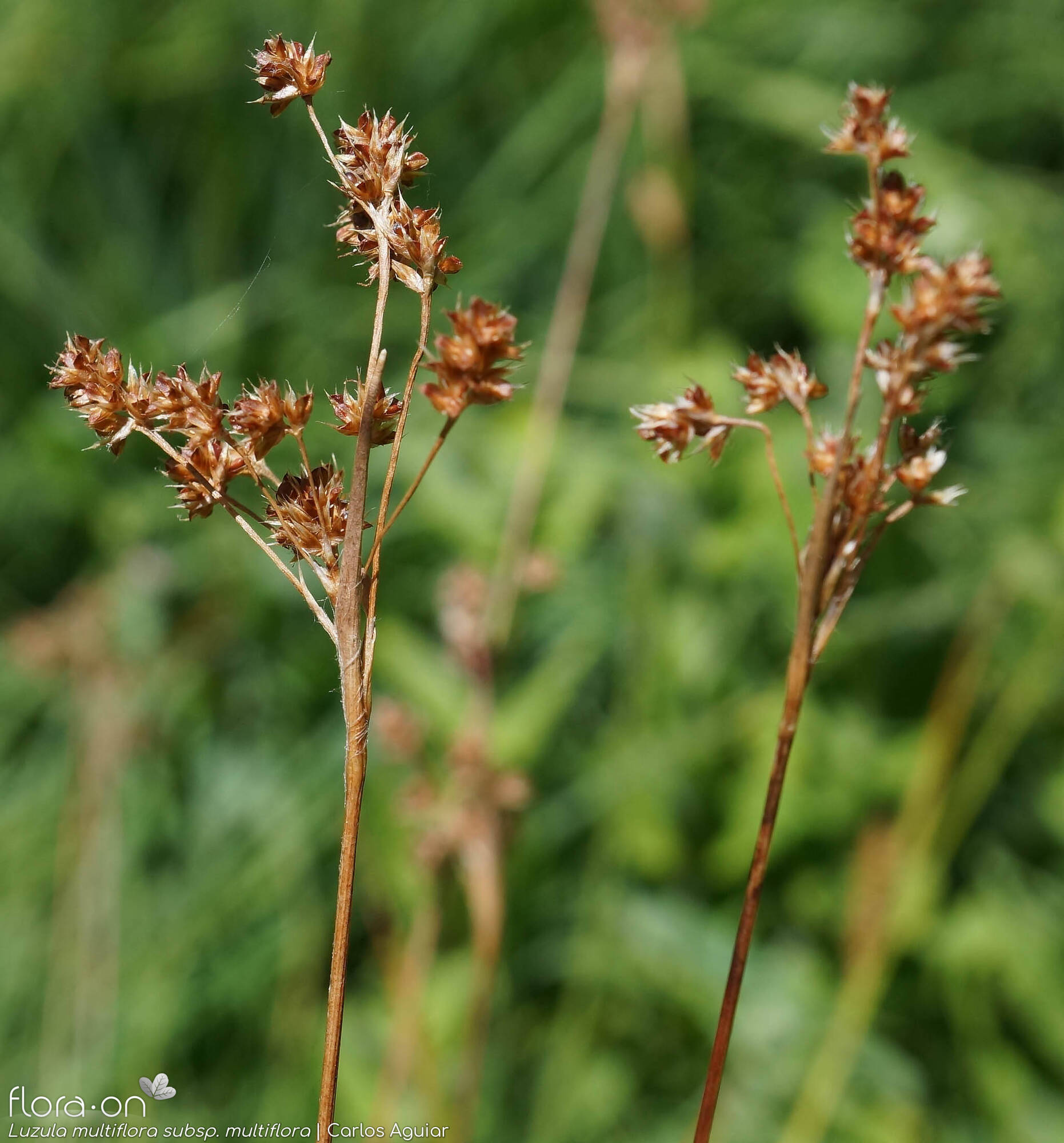 Luzula multiflora multiflora - Hábito | Carlos Aguiar; CC BY-NC 4.0