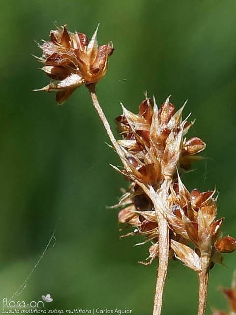 Luzula multiflora multiflora - Flor (close-up) | Carlos Aguiar; CC BY-NC 4.0