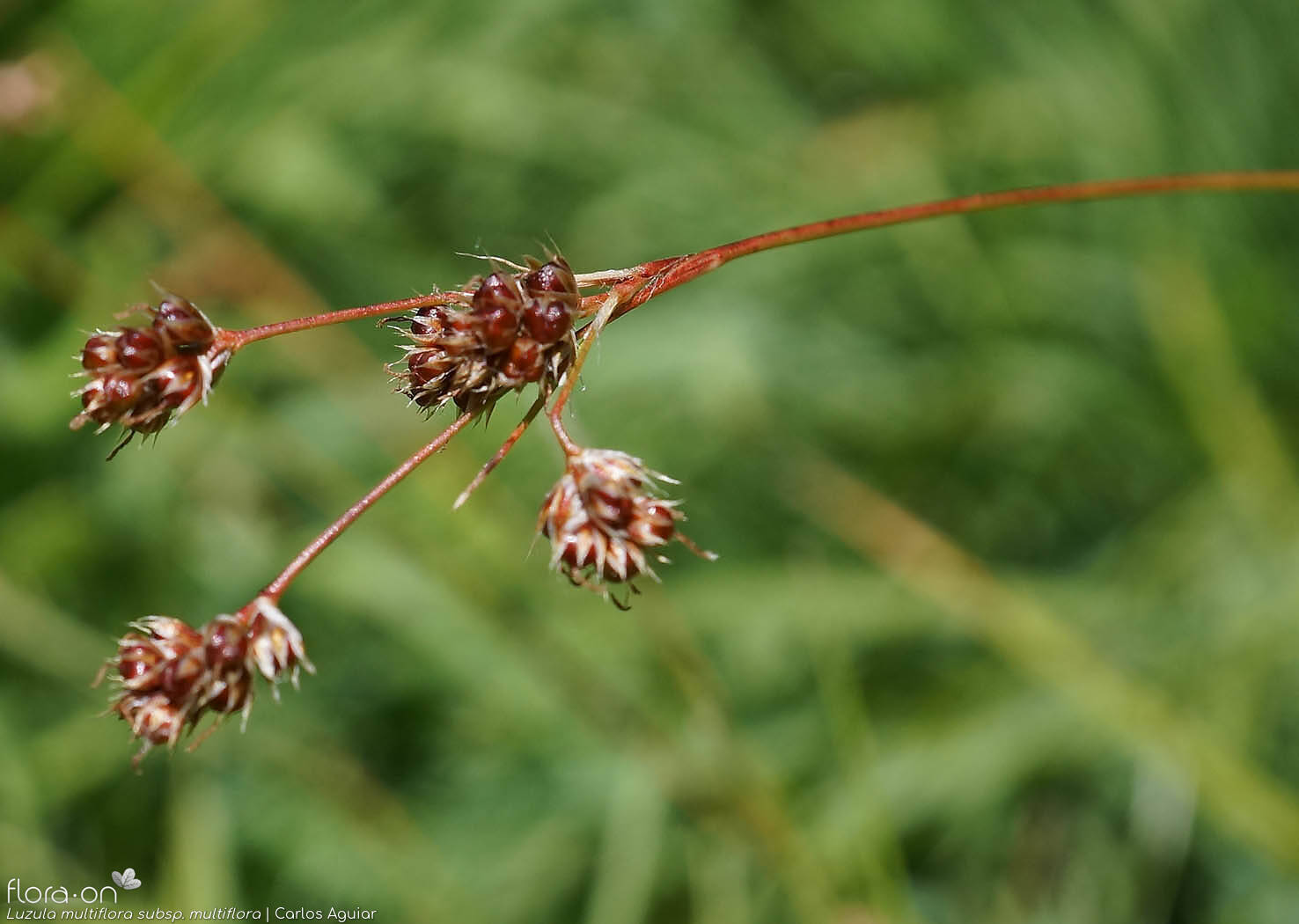 Luzula multiflora multiflora - Flor (geral) | Carlos Aguiar; CC BY-NC 4.0